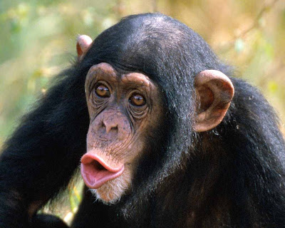chimpanzee-picture.jpg