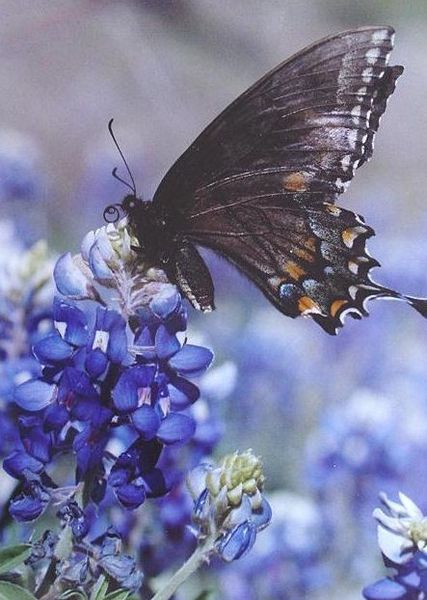 [butterfly+2.jpg]