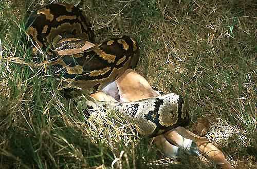 [python_veado3.jpeg]