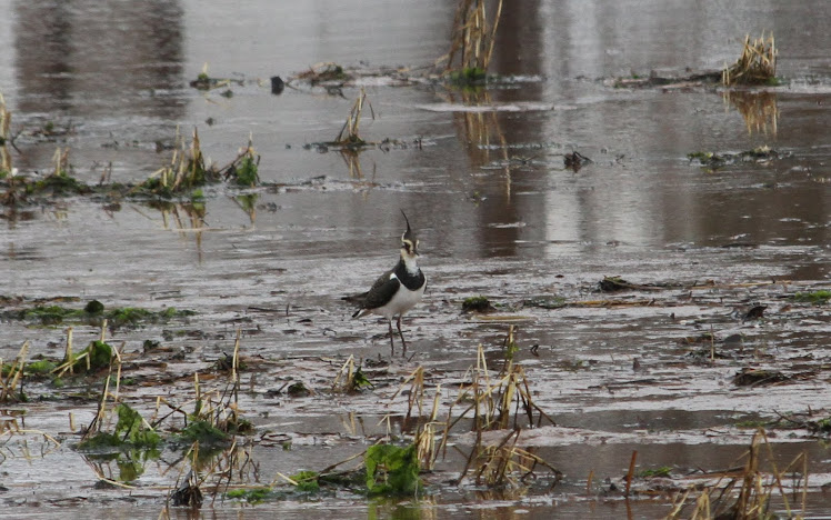 Northern Lapwing at PEI newest