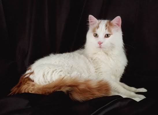 Cats and Kittens Turkish Van