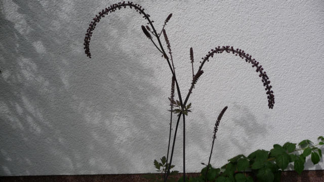 [P1000430_Cimicifuga_klein.JPG]