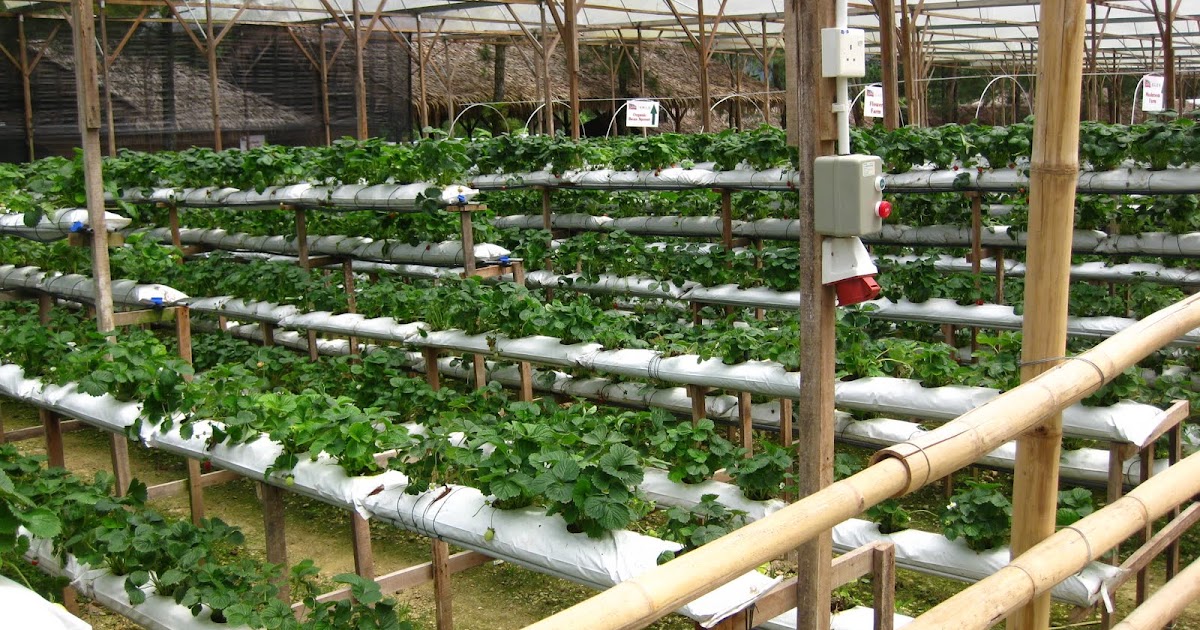 Strawberry Farm in Genting Highlands Parenting Times