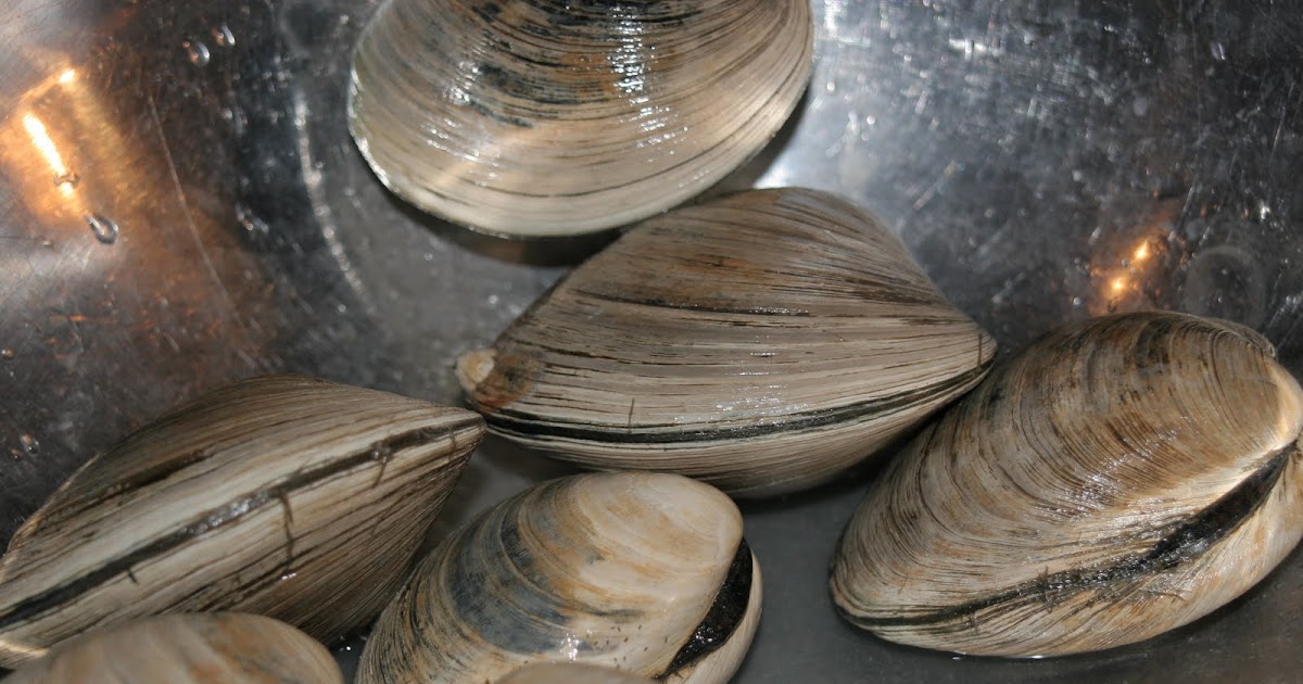 Heather's Homemaking Quahogs for the winter