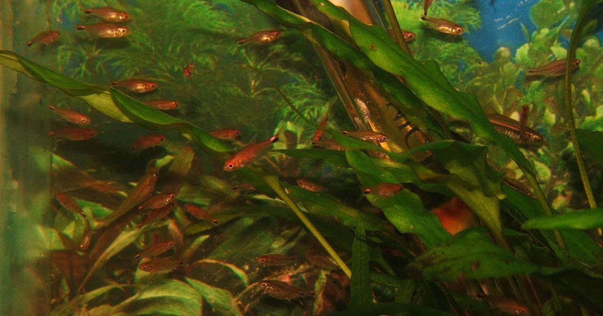 oceanaq: ruby tetra (AXELRODIA RIESEI) New & Rare