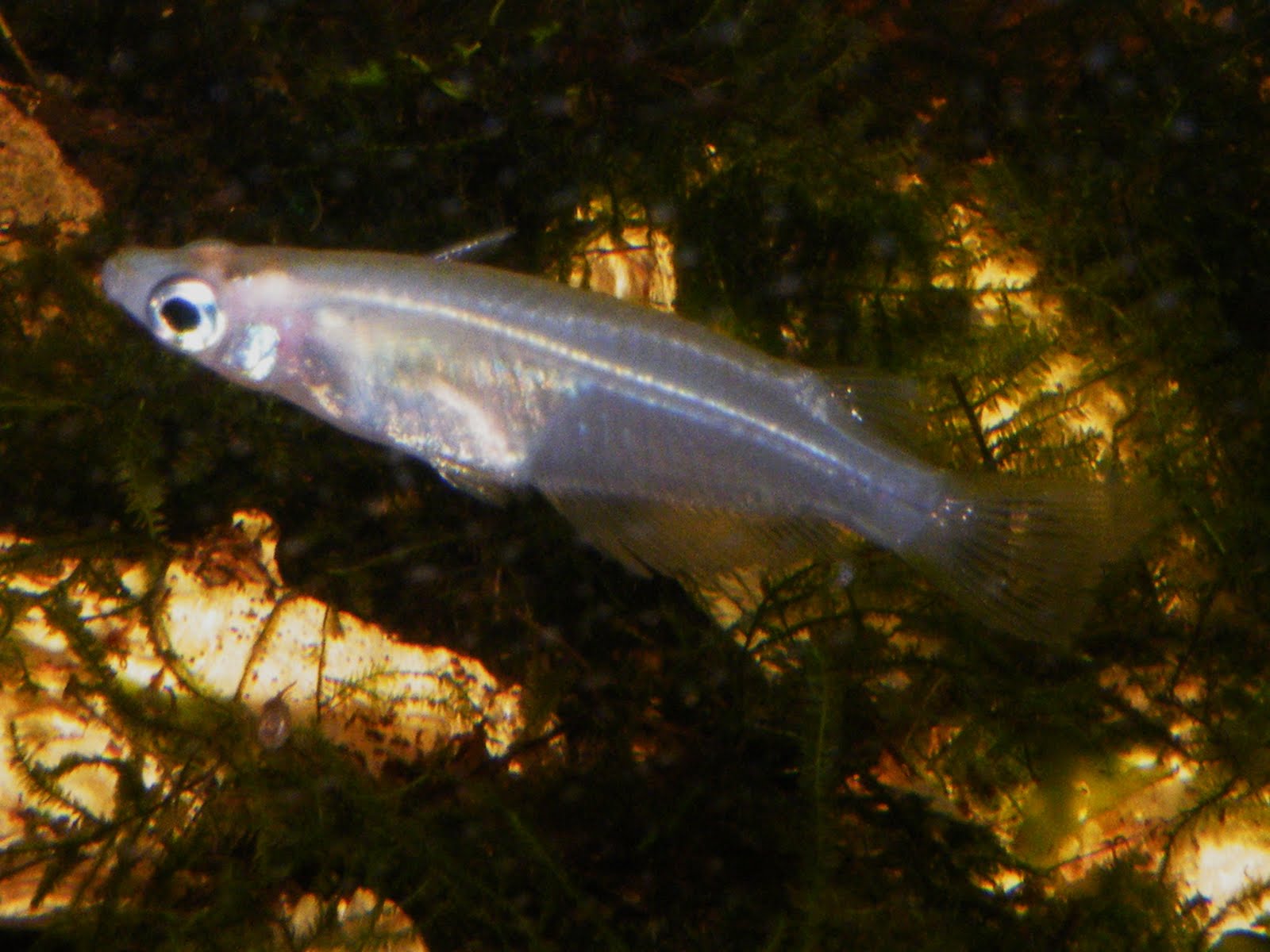 Celebes Rice Fish