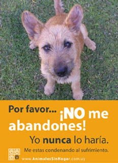 amora a perros amora a perros