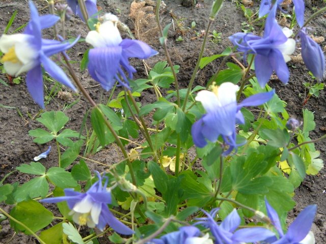 [Allerlei+240_640x480.jpg]