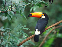 Toucan Sam