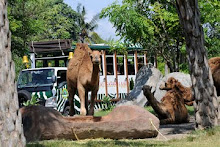 Bali Safari dan Marine Park