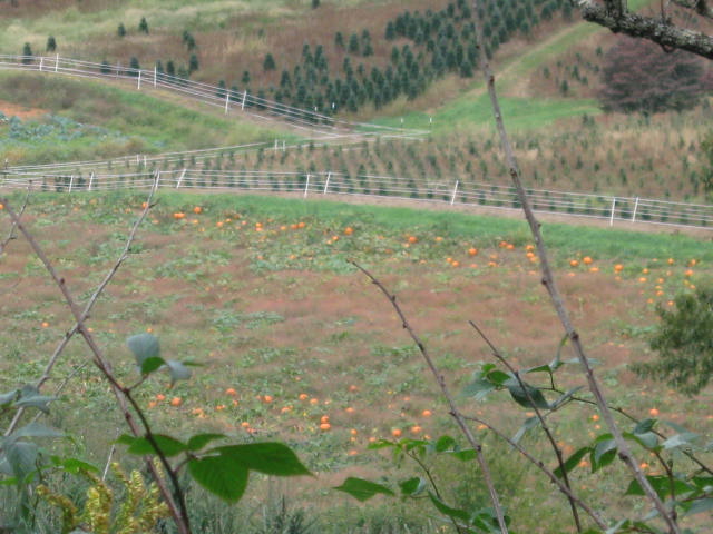 [pumpkinsfield.JPG]