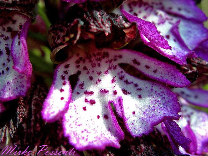 [Orchis+purpurea.jpg]