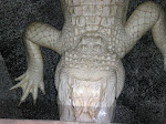 Albino Alligator