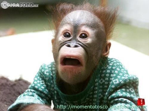 [macaco.bmp]