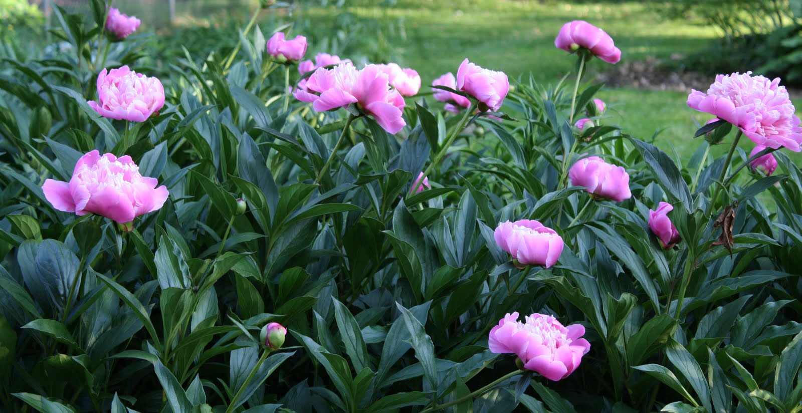 The Farm How To Dry Peony Flowers