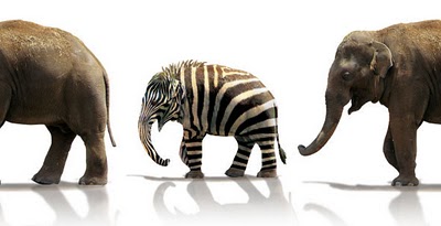 [elephant.jpg]