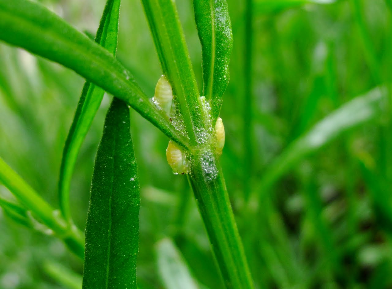 BugBlog Cuckoo spit and froghoppers