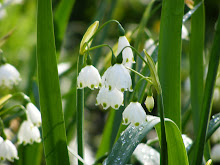 Bald kommt der Frühling