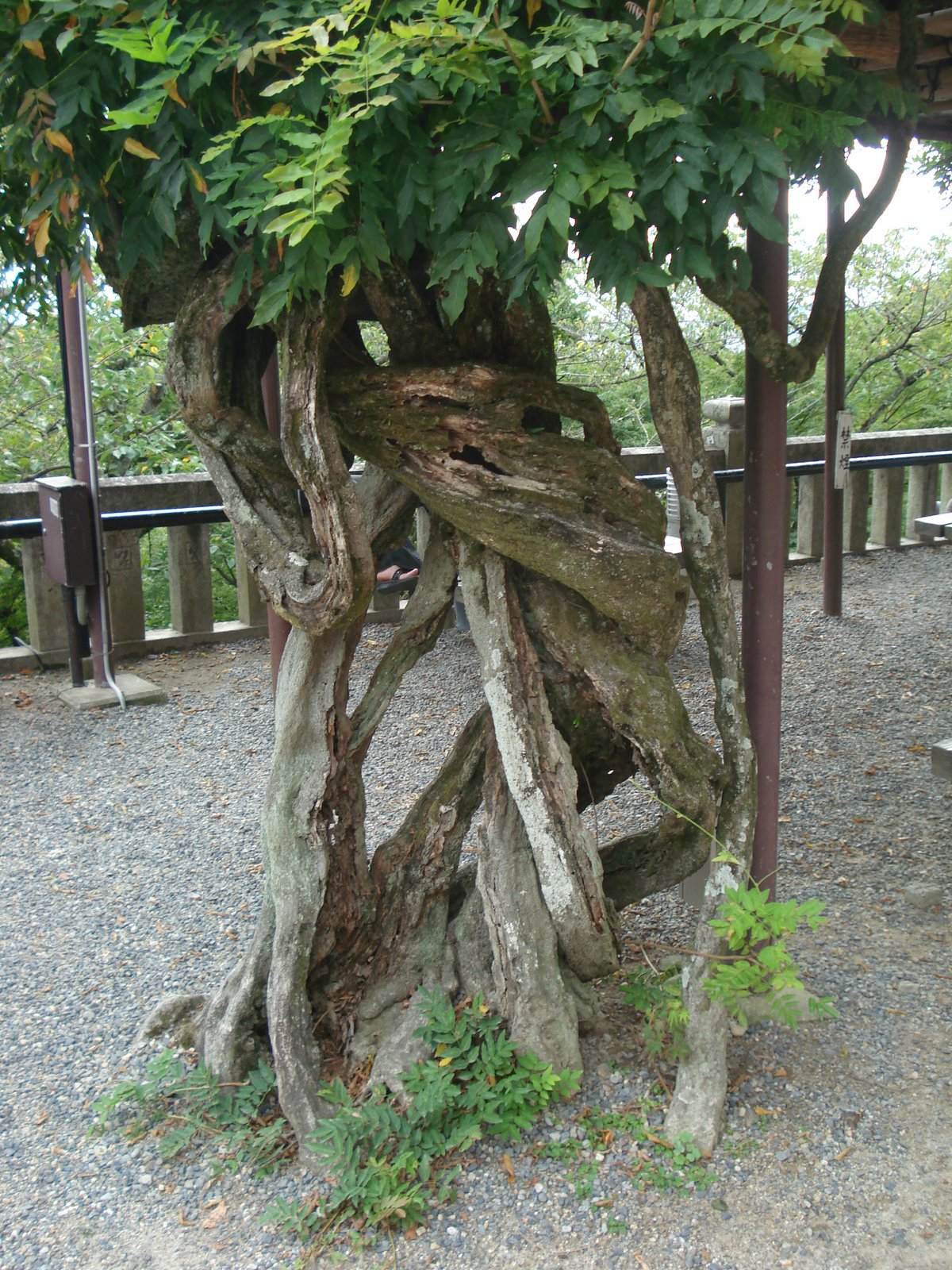 [tree.JPG]