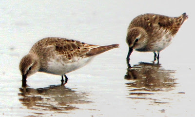 White-rumped Sandpipers 