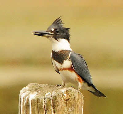 female belted kingfisher