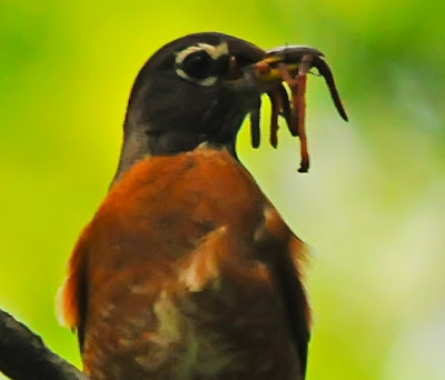 American Robin