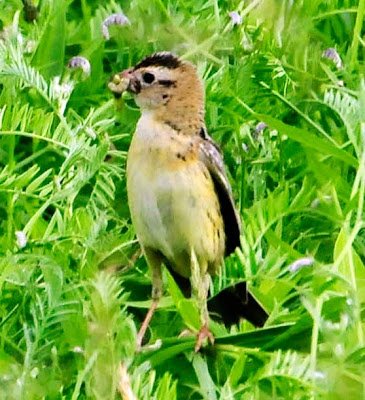 Female Bobolink