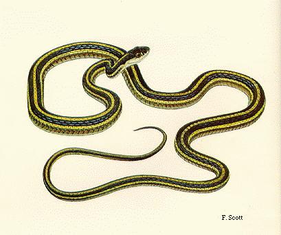 couleuvre serpent vocabulary illustrated