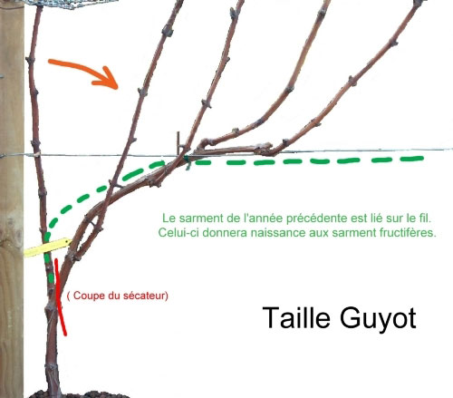 The Mysteries of Paris - Wikipedia