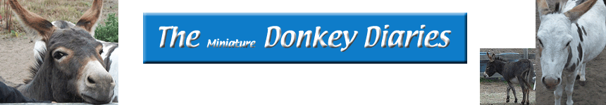 The Miniature Donkey Diaries
