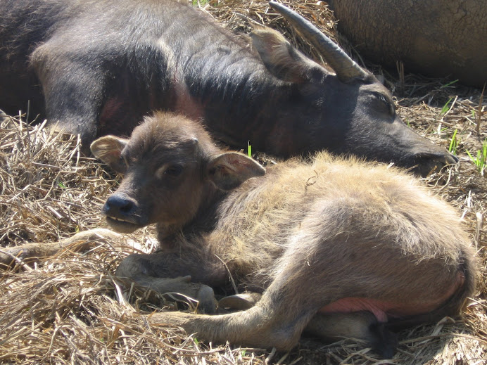 Water buffalo