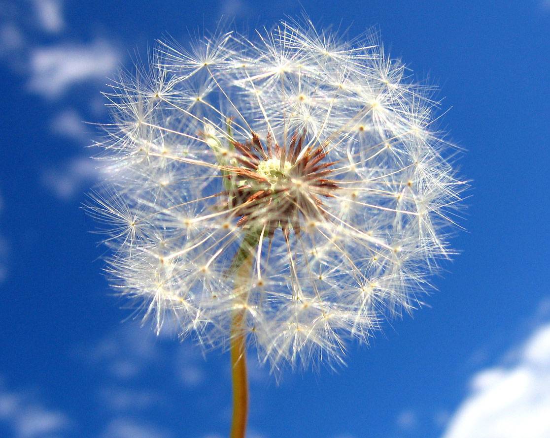[dandelion.jpg]