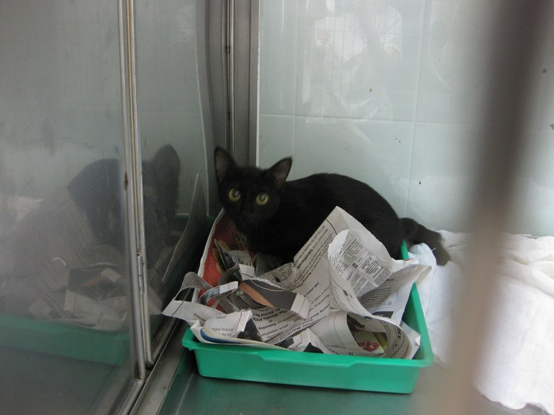 How Much To Get My Female Cat Spayed at Gayle Jamar blog