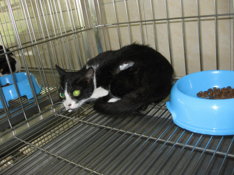 Two female cats spayed « AnimalCare