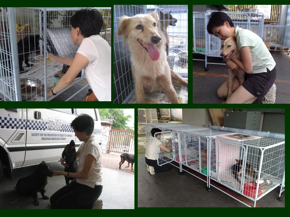 [spca.jpg]
