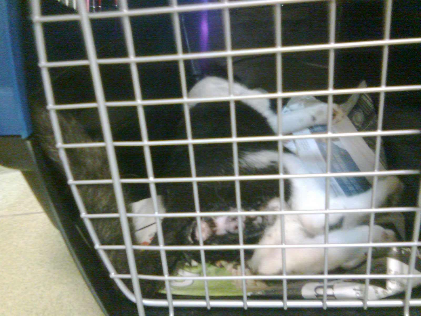 3 male cats neutered today « AnimalCare