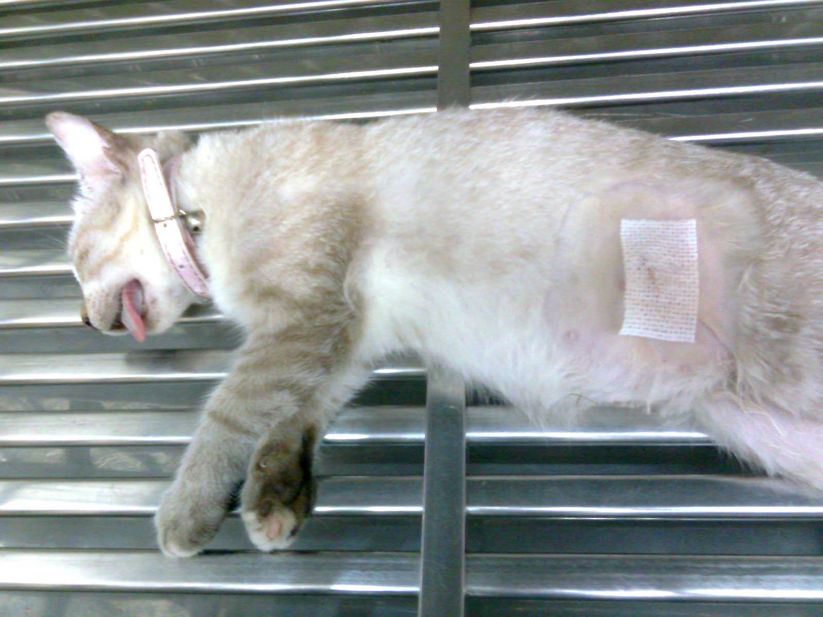 Two females cats spayed « AnimalCare