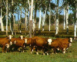 cow photos australian bradford cattle