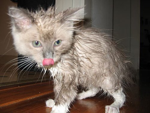 [another-wet-cat-photo.jpg]