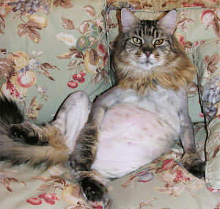 content fat cats content fat cats
