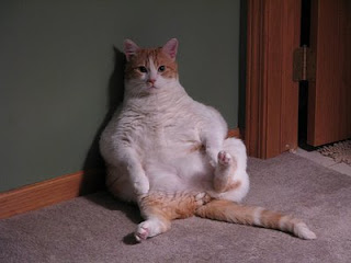 fat-cat-sitting-still.jpg