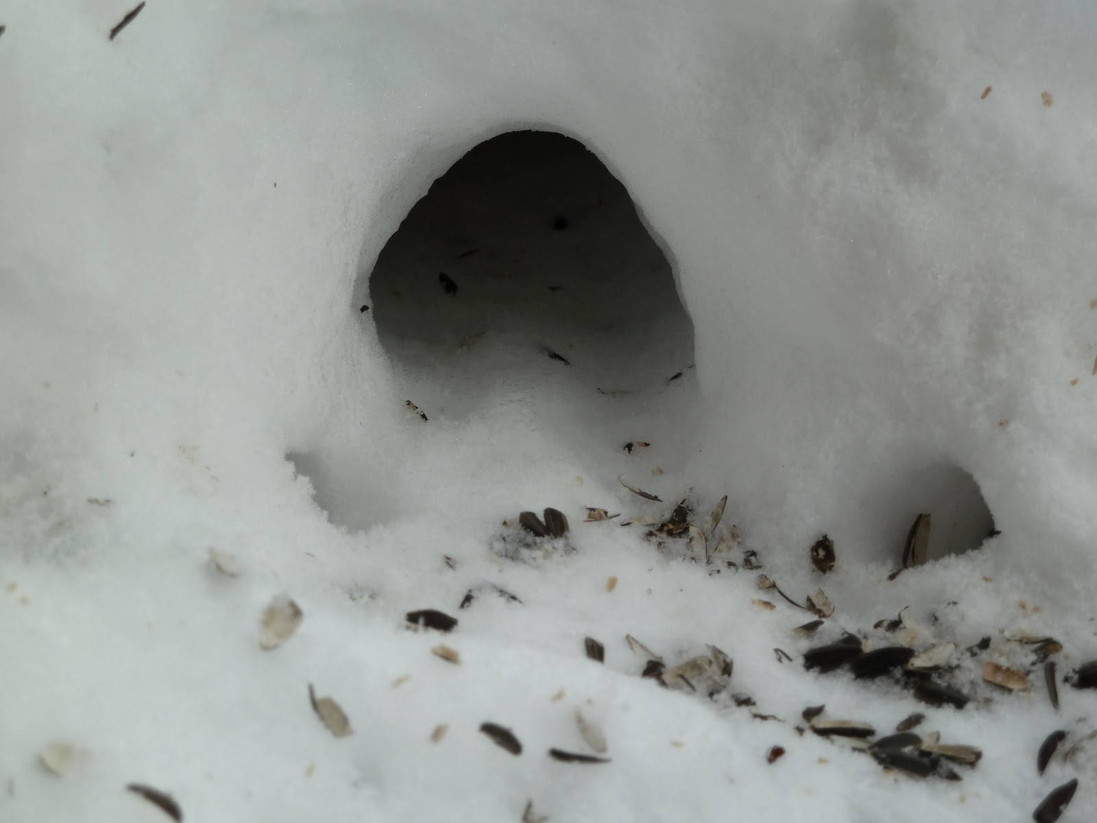 Penelopedia Nature and Garden in Southern Minnesota Tunnels in Snow