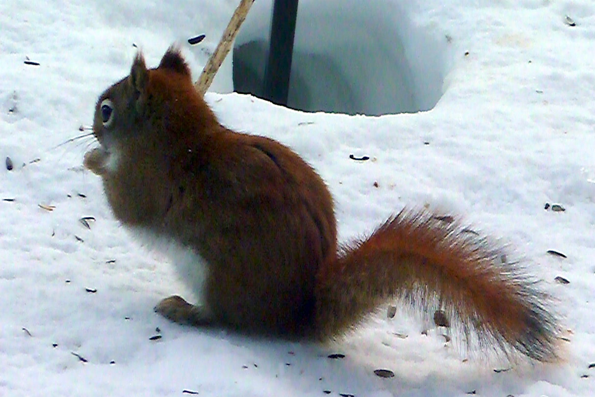 Penelopedia Nature and Garden in Southern Minnesota Red Squirrel