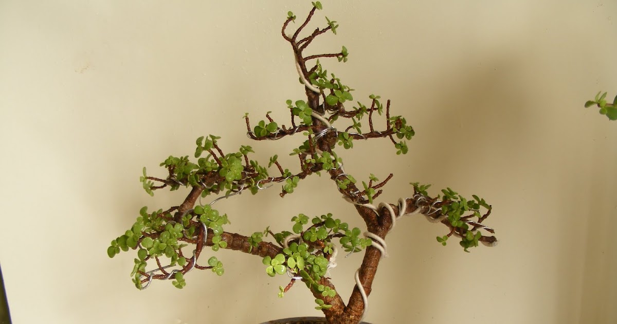 Bonsai Collection of a member of Ahmedabad Bonsai Club Jade Twin Trunk