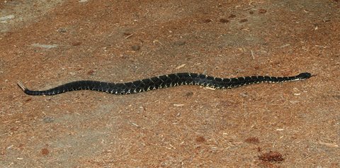 [Arizona-Black-Rattlesnake-1.jpg]