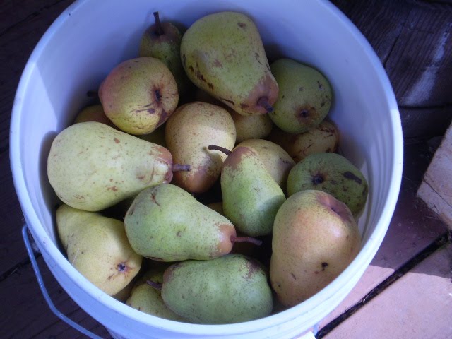 [windfall+pears.JPG]