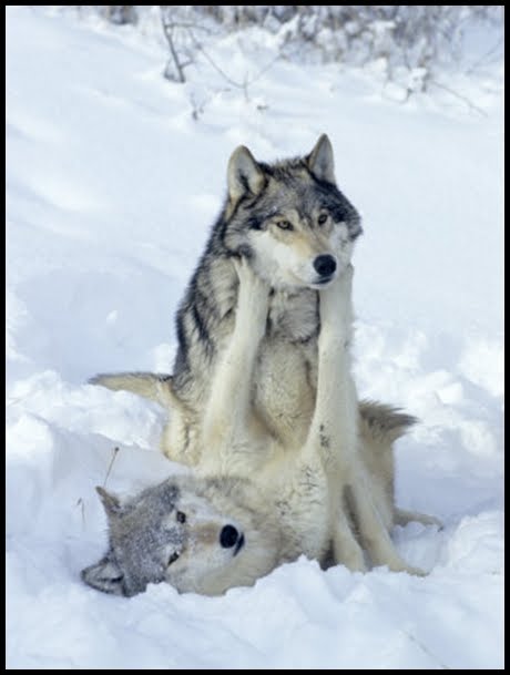 Northern Rocky Mountain Wolf Wilk+szary+2