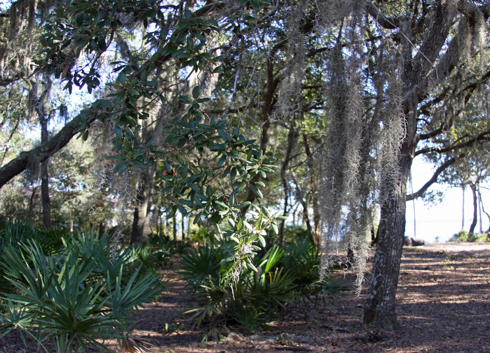 lillian alabama