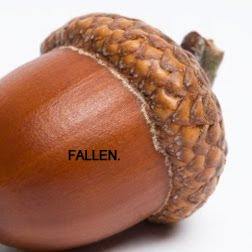 Fallen Acorn
