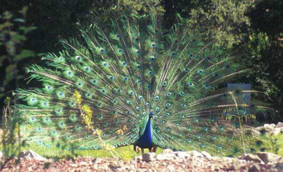 Wedandbeyond gujarati mehndi seer langley watford The Eye That Writes: March 2010